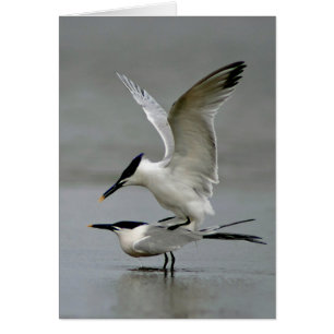 Mating Sandwich Terns Hälsningskort