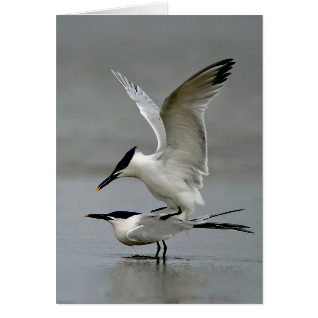 Mating Sandwich Terns Hälsningskort (Framsidan)