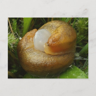 Mating Slugs Vykort