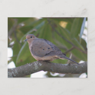Matning Dove Photo Vykort