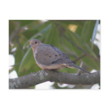 Matning Dove Photo