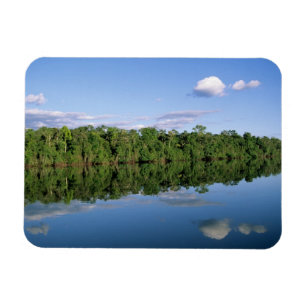 Mato Grosso delstat, Amazonas, Brasilien. Skog Magnet