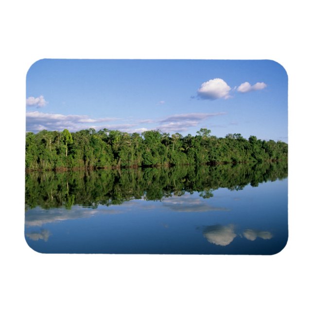 Mato Grosso delstat, Amazonas, Brasilien. Skog Magnet (Horisontell)