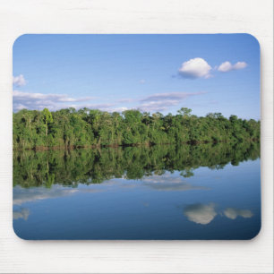 Mato Grosso delstat, Amazonas, Brasilien. Skogbevu Musmatta
