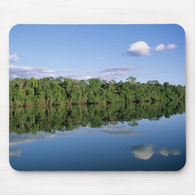 Mato Grosso delstat, Amazonas, Brasilien. Skogbevu Musmatta (Framsidan)