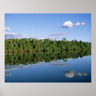 Mato Grosso delstat, Amazonas, Brasilien. Skogbevu Poster