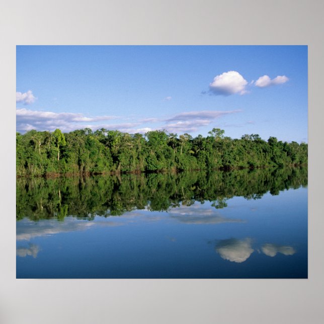 Mato Grosso delstat, Amazonas, Brasilien. Skogbevu Poster (Framsidan)