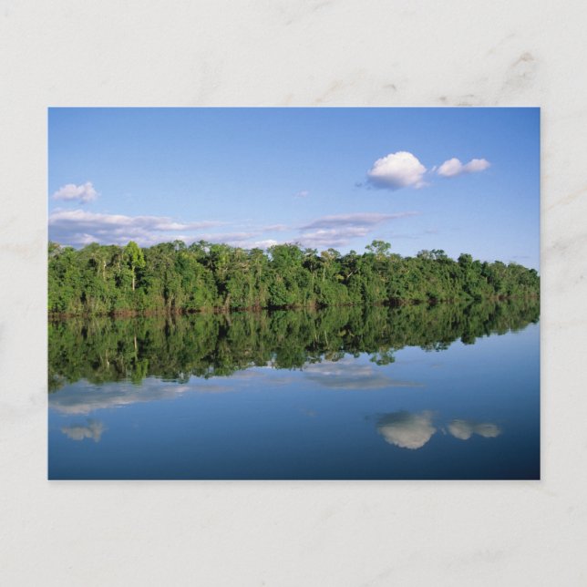 Mato Grosso delstat, Amazonas, Brasilien. Skogbevu Vykort (Framsida)