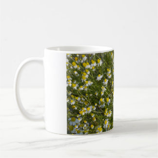 Matricaria chamomilla Matricaria recutita, kamomil Kaffemugg