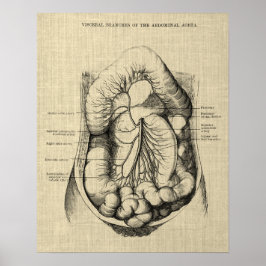 Matsmältningsanatomi, utskrift 2 Gastroenterologi Poster