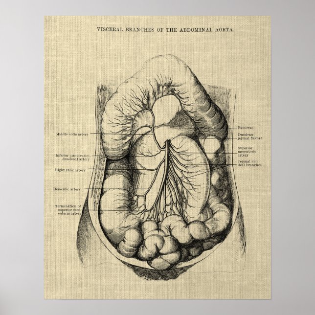 Matsmältningsanatomi, utskrift 2 Gastroenterologi Poster (Framsidan)