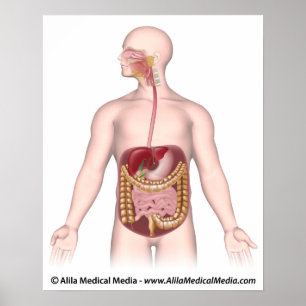 Matsmältningssystemets omärkta diagram poster