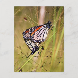 Mätta vykort för monarch Butterflies