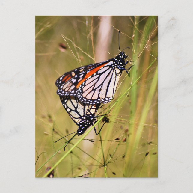 Mätta vykort för monarch Butterflies (Framsida)