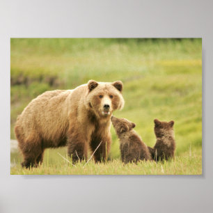 (Matte) affisch 7x5 med grizzlybjörnen & ungar