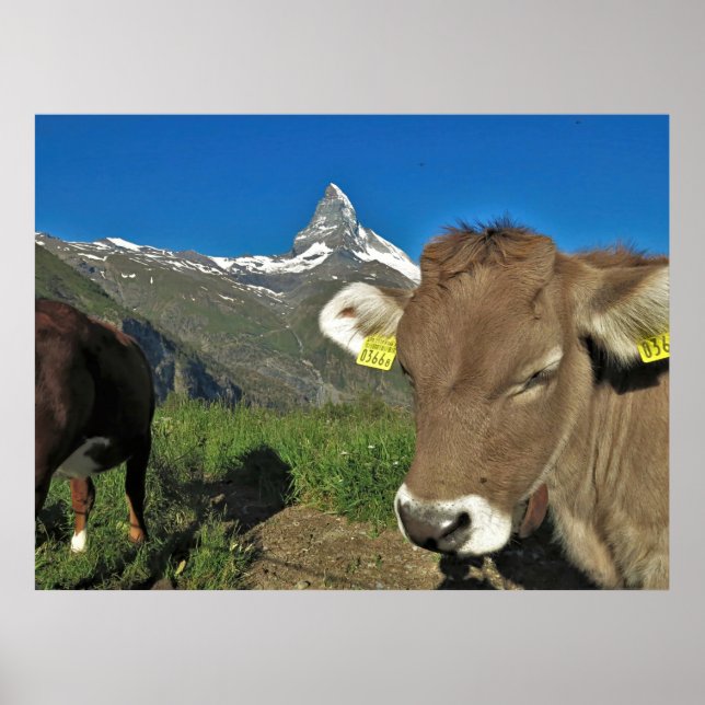 Matterhorn och Cow Poster (Framsidan)
