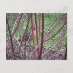 Matthew 6:19-20 Robin Postcard Vykort