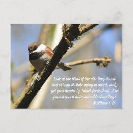 Matthew 6:26 Birds Scripture Vykort