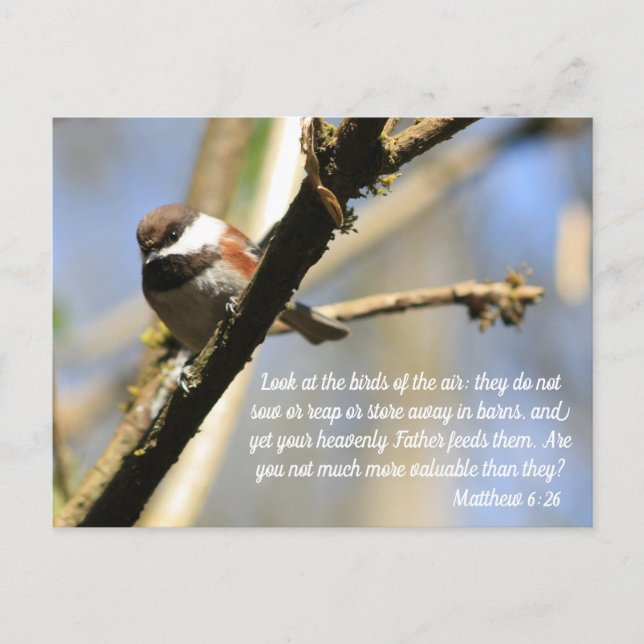 Matthew 6:26 Birds Scripture Vykort (Framsida)
