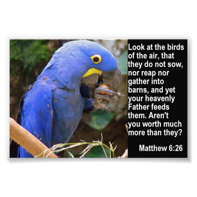Matthew 6:26 med Blue Macaw Fototryck (Framsidan)