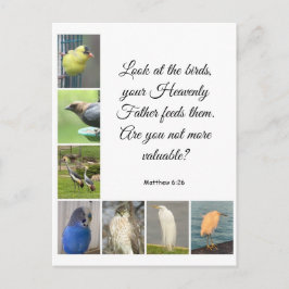 Matthew 6:26 vykort