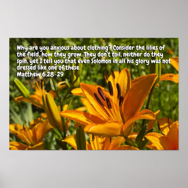 Matthew 6:28-29 poster (Framsidan)