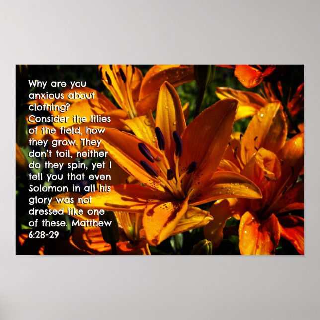 Matthew 6:28-29 poster (Framsidan)