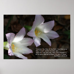 Matthew 6:28 & 29 Poster skript