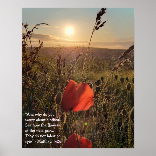 Matthew 6:28 Poppies vid solnedgång Poster (Framsidan)