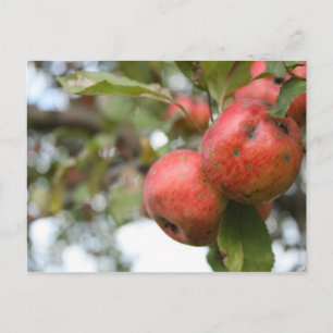 Matthew 7:7-8 Apple-vykort Vykort