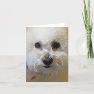 Mattie - Bichon Frise NoteCard Kort