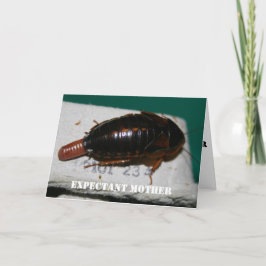 Måttlig mor Dubia med äggsac Kort