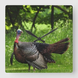 Mature Male Vild Turkey Display Feathers Fyrkantig Klocka