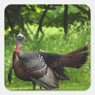 Mature Male Vild Turkey Display Feathers Fyrkantigt Klistermärke