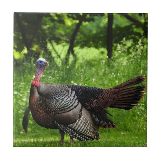 Mature Male Vild Turkey Display Feathers Kakelplatta (Framsidan)