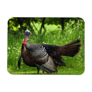 Mature Male Vild Turkey Display Feathers Magnet