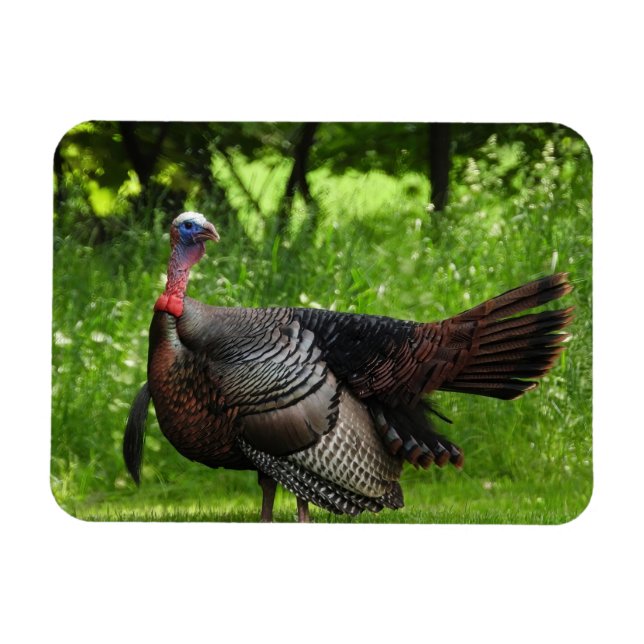 Mature Male Vild Turkey Display Feathers Magnet (Horisontell)