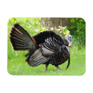 Mature Male Vild Turkey Display Feathers Magnet