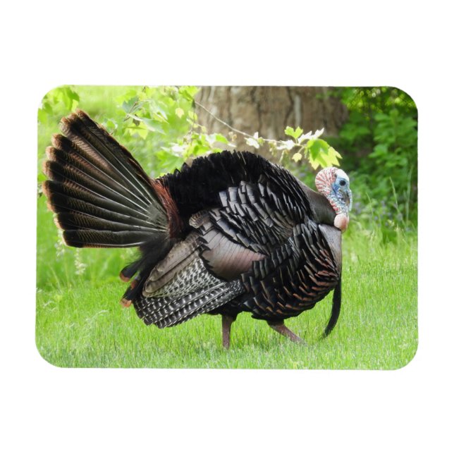 Mature Male Vild Turkey Display Feathers Magnet (Horisontell)