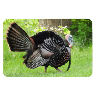 Mature Male Vild Turkey Display Feathers Magnet