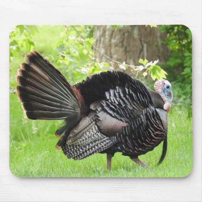 Mature Male Vild Turkey Display Feathers Musmatta (Framsidan)