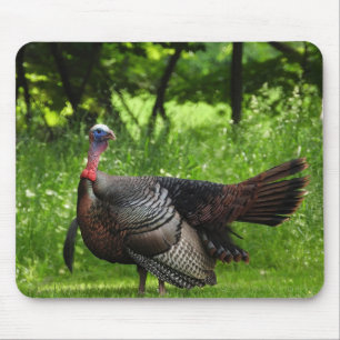 Mature Male Vild Turkey Display Feathers Musmatta