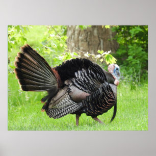 Mature Male Vild Turkey Display Feathers Poster
