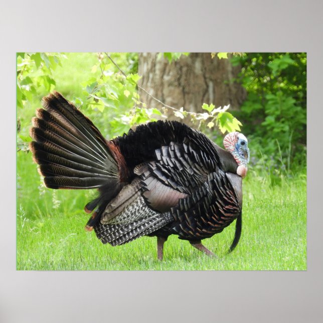 Mature Male Vild Turkey Display Feathers Poster (Framsidan)