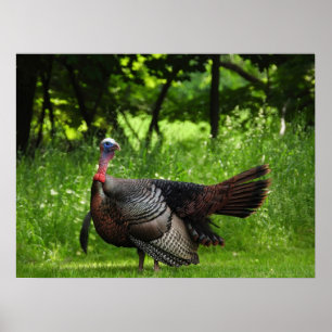 Mature Male Vild Turkey Display Feathers Poster