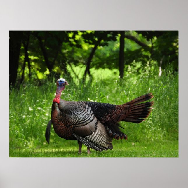Mature Male Vild Turkey Display Feathers Poster (Framsidan)
