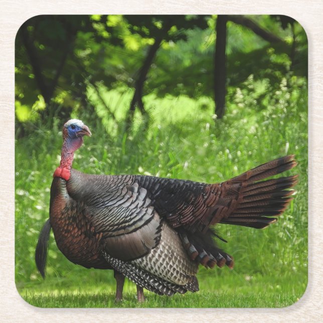 Mature Male Vild Turkey Display Feathers Underlägg Papper Kvadrat (Framsidan)