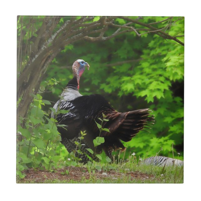 Mature Male Vild Turkey Kakelplatta (Framsidan)