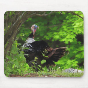 Mature Male Vild Turkey Musmatta