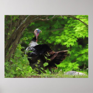 Mature Male Vild Turkey Poster